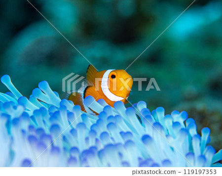 海葵和銀蓮花屬魚 119197353