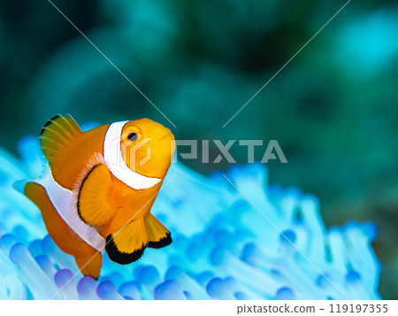 海葵和銀蓮花屬魚 119197355