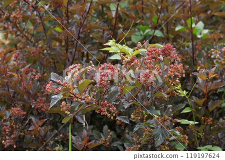 America Temari Shimotsuke 119197624