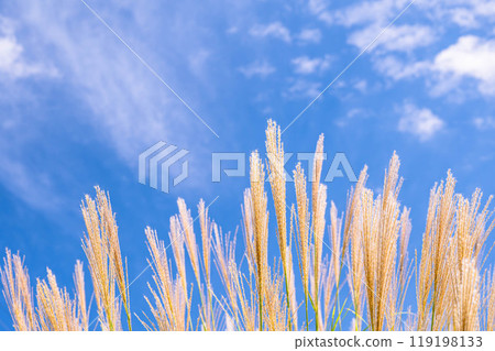 Autumn sky and Suzuki Autumn sky and Suzuki 119198133