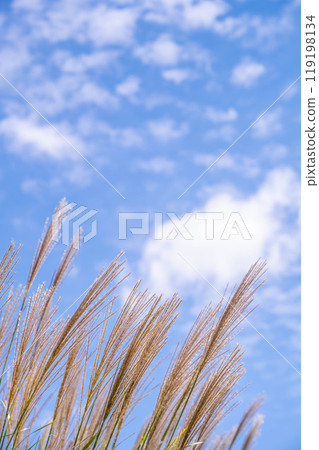 Autumn sky and Suzuki 119198134