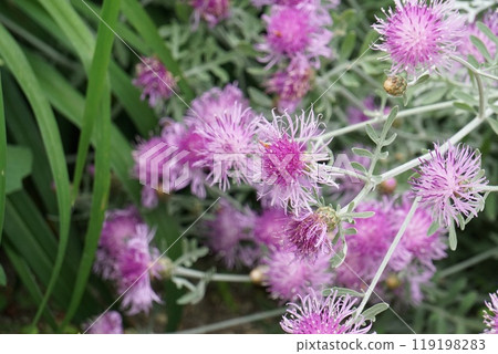 Pink Dusty Mirror 119198283