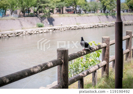 Pigeons by the River Pigeons by the River 119198492