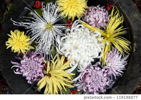 漂浮在水面上的菊花 119198877