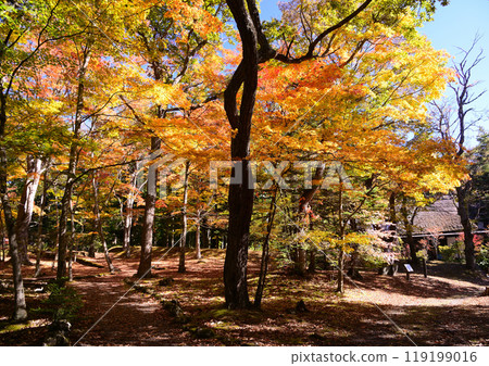 Autumn leaves at Oiwake station on the Nakasendo road Autumn leaves at Oiwake station on the Nakasendo road 119199016