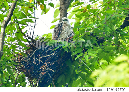 The smallest hawk in Japan, the park hunter sparrowhawk, can be found in nearby parks, with its striking pure white chicks. 119199701