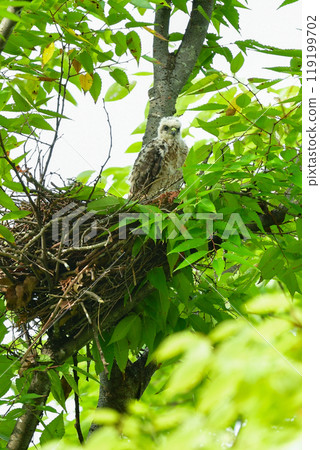 The smallest hawk in Japan, the park hunter sparrowhawk, can be found in nearby parks, with its striking pure white chicks. 119199702