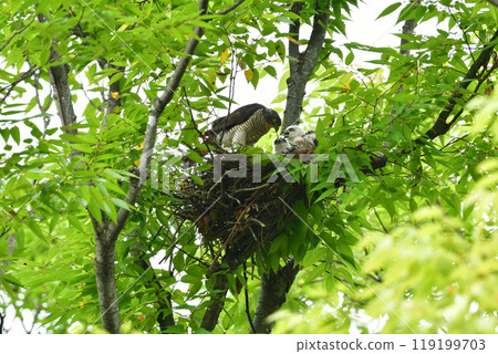 The smallest hawk in Japan, the park hunter sparrowhawk, can be found in nearby parks, with its striking pure white chicks. 119199703