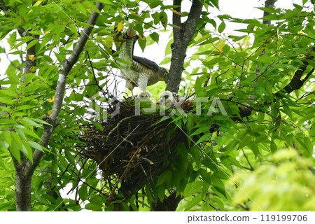 The smallest hawk in Japan, the park hunter sparrowhawk, can be found in nearby parks, with its striking pure white chicks. The smallest hawk in Japan, the park hunter sparrowhawk, can be found in nearby parks, with its striking pure white chicks. 119199706