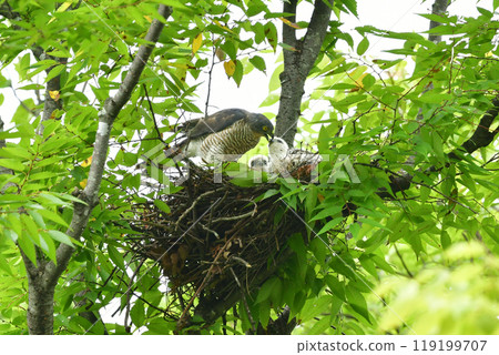 The smallest hawk in Japan, the park hunter sparrowhawk, can be found in nearby parks, with its striking pure white chicks. The smallest hawk in Japan, the park hunter sparrowhawk, can be found in nearby parks, with its striking pure white chicks. 119199707