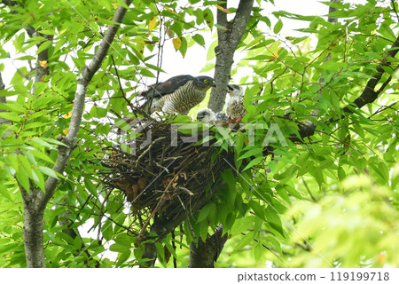 The smallest hawk in Japan, the park hunter sparrowhawk, can be found in nearby parks, with its striking pure white chicks. 119199718