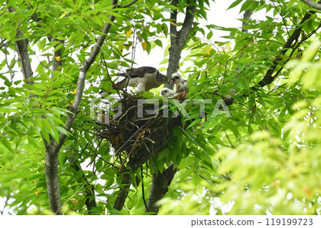 The smallest hawk in Japan, the park hunter sparrowhawk, can be found in nearby parks, with its striking pure white chicks. 119199723