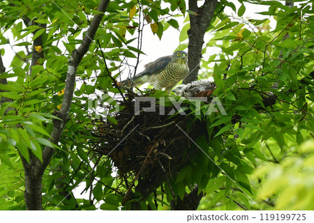 The smallest hawk in Japan, the park hunter sparrowhawk, can be found in nearby parks, with its striking pure white chicks. The smallest hawk in Japan, the park hunter sparrowhawk, can be found in nearby parks, with its striking pure white chicks. 119199725