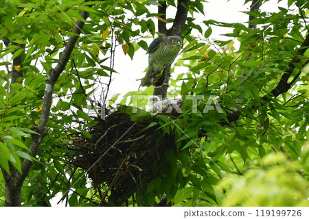 The smallest hawk in Japan, the park hunter sparrowhawk, can be found in nearby parks, with its striking pure white chicks. 119199726
