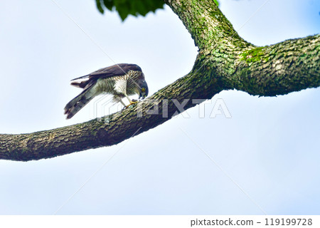 The smallest hawk in Japan, the park hunter sparrowhawk, can be found in nearby parks, with its striking pure white chicks. 119199728