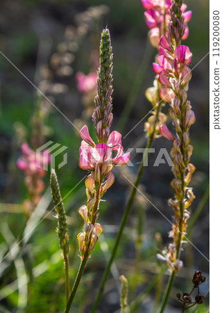 Onobrychis arenaria. Hungarian Sainfoin. Pink and green floral background. Delicate pink flowers in a sunny meadow Onobrychis arenaria. Hungarian Sainfoin. Pink and green floral background. Delicate pink flowers in a sunny meadow 119200080