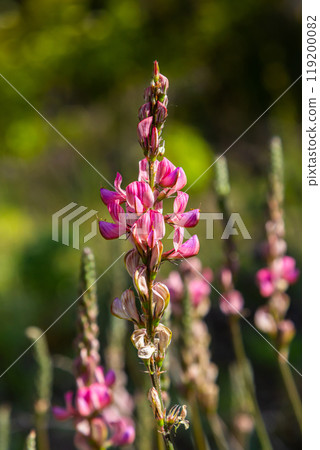 Onobrychis arenaria. Hungarian Sainfoin. Pink and green floral background. Delicate pink flowers in a sunny meadow 119200082