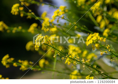 Turkish rocket flowers - Latin name - Bunias orientalis 119200084