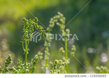 Beautiful blooming white bedstraw in June, galium album 119200085