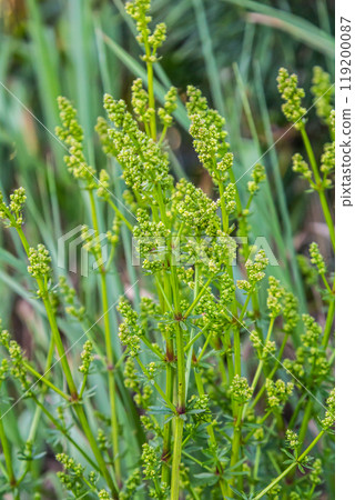 Beautiful blooming white bedstraw in June, galium album 119200087