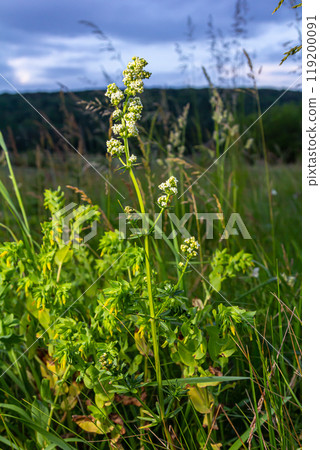 Beautiful blooming white bedstraw in June, galium album 119200091