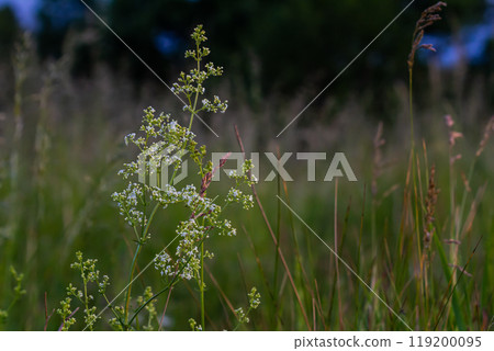 Beautiful blooming white bedstraw in June, galium album 119200095