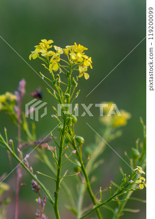 Turkish rocket flowers - Latin name - Bunias orientalis Turkish rocket flowers - Latin name - Bunias orientalis 119200099