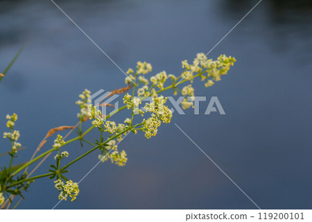 Beautiful blooming white bedstraw in June, galium album 119200101