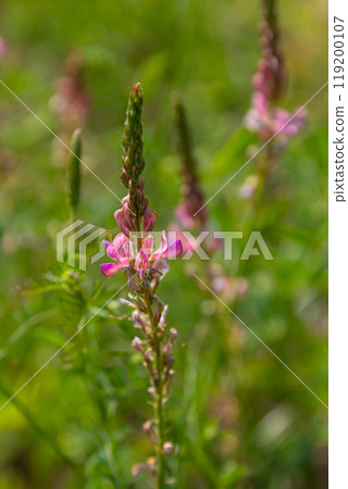 Onobrychis arenaria. Hungarian Sainfoin. Pink and green floral background. Delicate pink flowers in a sunny meadow 119200107