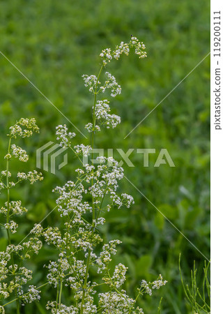Beautiful blooming white bedstraw in June, galium album Beautiful blooming white bedstraw in June, galium album 119200111