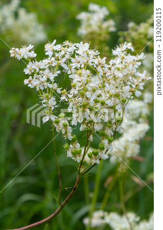 Filipendula vulgaris blooming in early summer in a pasture. Commonly known as dropwort or fern-leaf dropwort, is a perennial herbaceous plant in the family Rosaceae 119200115