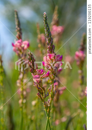 Onobrychis arenaria. Hungarian Sainfoin. Pink and green floral background. Delicate pink flowers in a sunny meadow 119200135