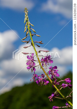Wonderful flowering fireweed Chamaenerion angustifolium highlighted by the evening sun. A bunch of marvelous blossoming rosebay willowherbs Wonderful flowering fireweed Chamaenerion angustifolium highlighted by the evening sun. A bunch of marvelous blossoming rosebay willowherbs 119200139
