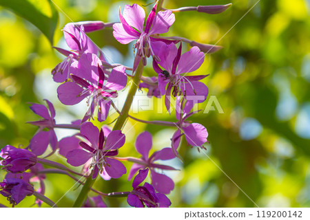 Wonderful flowering fireweed Chamaenerion angustifolium highlighted by the evening sun. A bunch of marvelous blossoming rosebay willowherbs Wonderful flowering fireweed Chamaenerion angustifolium highlighted by the evening sun. A bunch of marvelous blossoming rosebay willowherbs 119200142