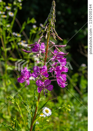 Wonderful flowering fireweed Chamaenerion angustifolium highlighted by the evening sun. A bunch of marvelous blossoming rosebay willowherbs Wonderful flowering fireweed Chamaenerion angustifolium highlighted by the evening sun. A bunch of marvelous blossoming rosebay willowherbs 119200144