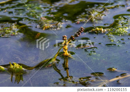 Ceratophyllum demersum aquatic plant in a stream Ceratophyllum demersum aquatic plant in a stream 119200155