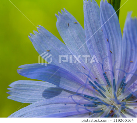 Beautiful chicory flowers grow on stems in the wild. Field of wild herbal plants. Green blurred natural background Beautiful chicory flowers grow on stems in the wild. Field of wild herbal plants. Green blurred natural background 119200164