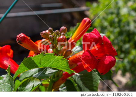 Bright red flowers of the trumpet vine or trumpet creeper - Campsis radicans Bright red flowers of the trumpet vine or trumpet creeper - Campsis radicans 119200165