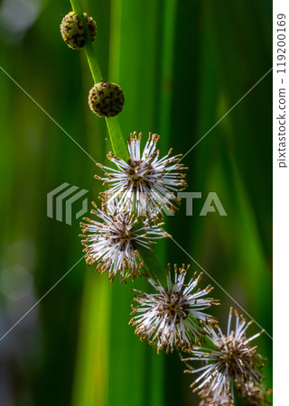 Branched hedgehog Sparganium erectum - flowering plant in the garden pond of a natural garden Branched hedgehog Sparganium erectum - flowering plant in the garden pond of a natural garden 119200169