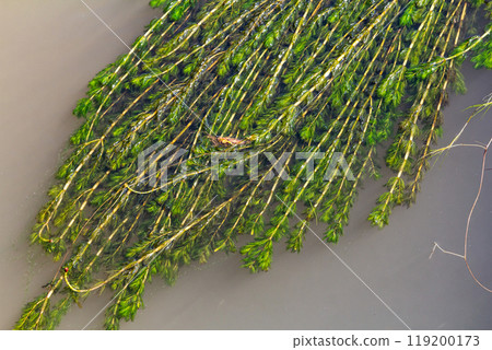 Ceratophyllum demersum aquatic plant in a stream 119200173