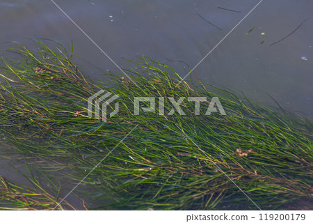 Water plants in the river - Pondweed - Potamogeton natans 119200179