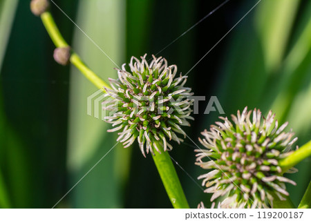 Branched hedgehog Sparganium erectum - flowering plant in the garden pond of a natural garden Branched hedgehog Sparganium erectum - flowering plant in the garden pond of a natural garden 119200187