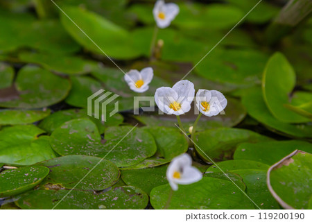 Hydrocharis morsus-ranae, frogbit, is a flowering plant belonging to the genus Hydrocharis in the family Hydrocharitaceae. It is a small floating plant resembling a small water lily 119200190