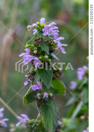 Hluchavka Lamium Tryphon Tournesol, pink Hluchavka Lamium Tryphon Tournesol, pink 119200195
