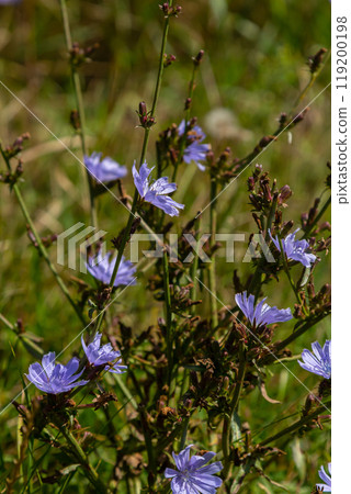 Beautiful chicory flowers grow on stems in the wild. Field of wild herbal plants. Green blurred natural background Beautiful chicory flowers grow on stems in the wild. Field of wild herbal plants. Green blurred natural background 119200198