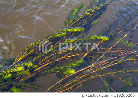 Ceratophyllum demersum aquatic plant in a stream 119200206