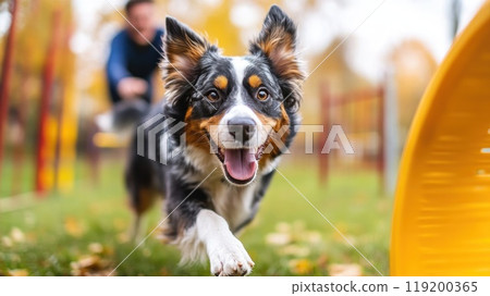 Happy dog running through agility course in park. 119200365