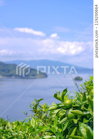 Setouchi mandarins before harvest 119200664