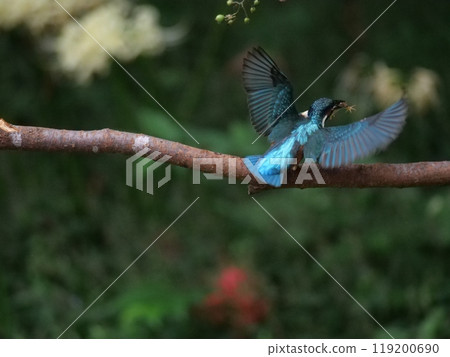 翠鳥捉青蛙！ 119200690