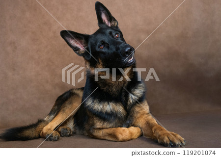German Shepherd Dog Lying Indoors on Brown Background 119201074